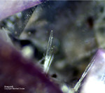 Lavrion Mineralien Megala Pefka Aragonit