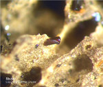 Eifel Mineralien Nickenicher Sattel Rhönit