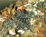 Griechenland Lavrion Esperenza Mineralien Hollandit