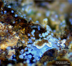 Mineralien Griechenland Lavrion Hilarion Arsenocrandallit