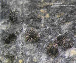 Lavrion Mineralien Plaka Antimon
