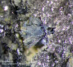 Lavrion Mineralien Plaka Antimon