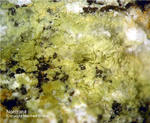 Griechenland Lavrion Mineralien Plaka Nontronit