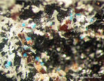 Lavrion Mineralien Passa Limani Boleit