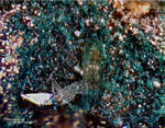Harz Mineralien Juliushütte Astfeld Atacamit