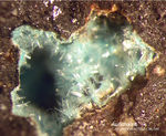 Harz Mineralien Juliushütte Astfeld Aurichalcit