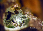 Harz Mineralien Juliushütte Astfeld Susannit