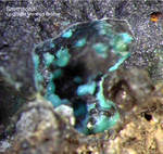 Harz Mineralien Juliushütte Astfeld Smithsonit