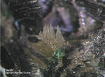 Harz Mineralien Lautenthal Fayalit