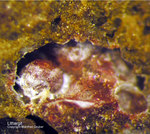 Harz Mineralien Lautenthal Lithargit