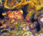 Harz Mineralien Lautenthal Lithargit