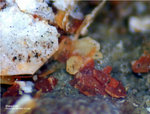 Harz Mineralien Lautenthal Massicotit