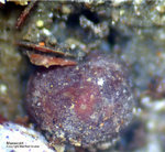 Harz Mineralien Lautenthal Massicotit