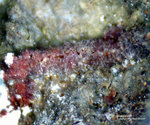 Harz Mineralien Lautenthal Massicotit