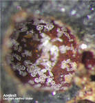 Harz Mineralien Schlackental Anglesit