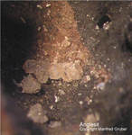 Harz Mineralien Schlackental Anglesit