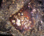 Harz Mineralien Schlackental Anglesit