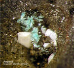 Harz Mineralien Schlackental Anglesit