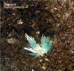 Harz Mineralien Schlackental Caledonit