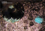 Harz Mineralien Schlackental Caledonit