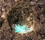 Harz Mineralien Schlackental Caledonit