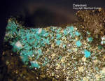 Harz Mineralien Schlackental Caledonit