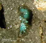 Harz Mineralien Schlackental Caledonit