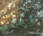 Harz Mineralien Schlackental Caledonit