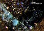 Harz Mineralien Schlackental Caledonit