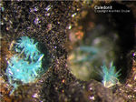 Harz Mineralien Schlackental Caledonit