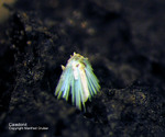 Harz Mineralien Schlackental Caledonit