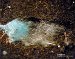Harz Mineralien Schlackental Caledonit