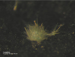Harz Mineralien Schlackental Caledonit