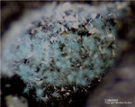 Harz Mineralien Schlackental Caledonit