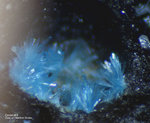 Harz Mineralien Schlackental Caledonit