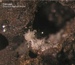 Harz Mineralien Schlackental Cerussit
