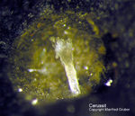 Harz Mineralien Schlackental Cerussit