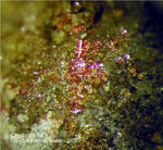 Harz Mineralien Schlackental Chalkotrichit