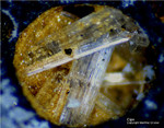 Harz Mineralien Schlackental Gips