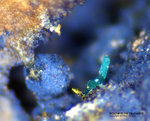 Griechenland Lavrion Mineralien Exi Brochantit
