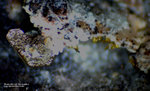 Griechenland Lavrion Mineralien Exi Embolit