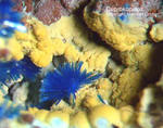 Mineralien Lavrion Laurion Hilarion Cuprocopiapit