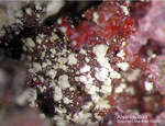 Mineralien Lavrion Jean Baptiste Arseniosiderit