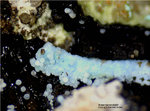 Mineralien Lavrion Jean Baptiste Arsenocrandallit