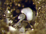 Lavrion Mineralien Passa Limani Susannit