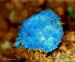 Lavrion Mineralien Serpieri Azurit