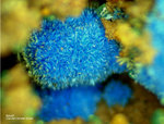 Lavrion Mineralien Serpieri Azurit