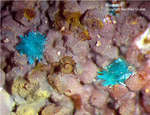 Lavrion Mineralien Serpieri Ktenasit