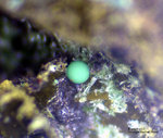 Lavrion Mineralien Serpieri Konicalcit