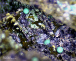 Lavrion Mineralien Serpieri Konicalcit